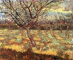 Apricot Trees in Blossom 2